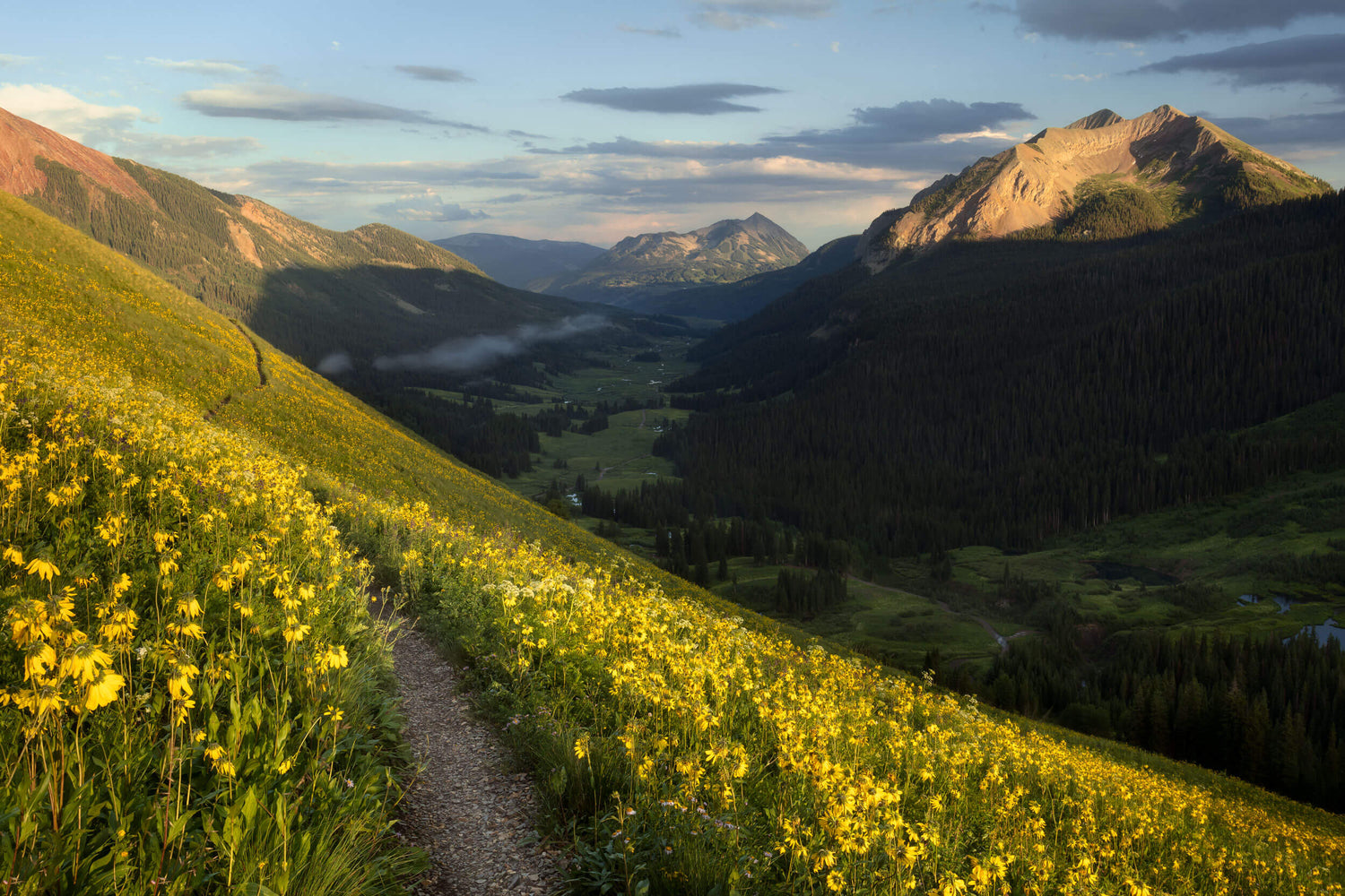 A Crested Butte wildflower picture from the 401 mountainbike trail.