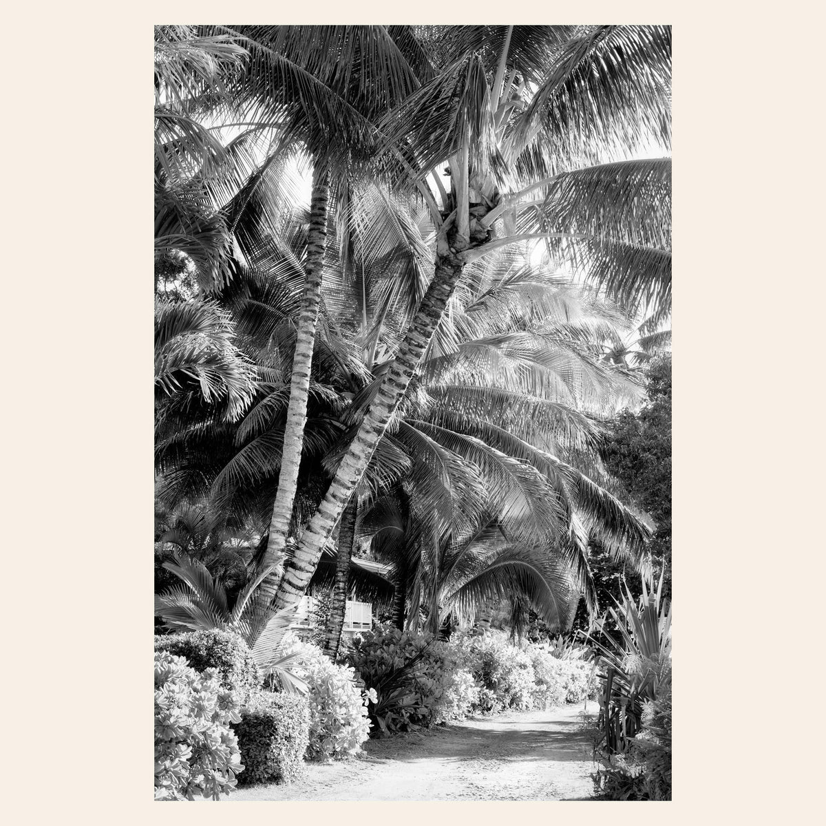 A piece of black and white Kauai art shows Anini Road.