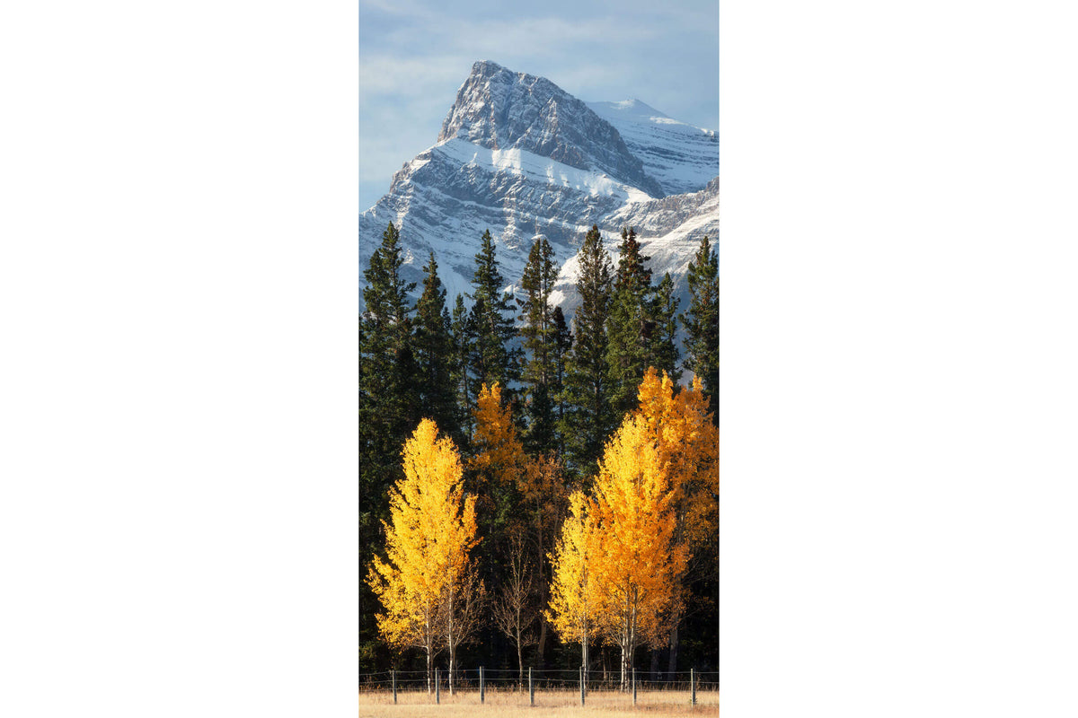 A picture of the Banff fall colors.