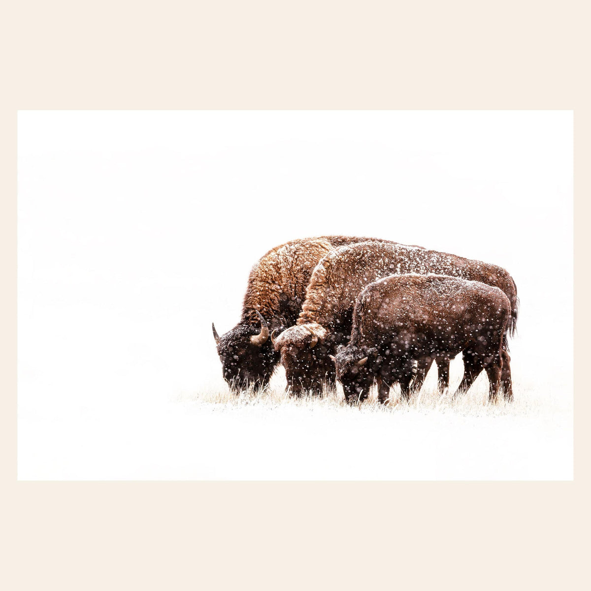 A piece of large wall art shows a bison photo from Denver, Colorado.