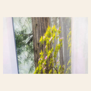 A piece of large wall art shows a California Redwoods photo printed as a TruLife acrylic float.