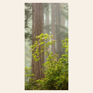 A piece of large wall art shows a California Redwoods photo.