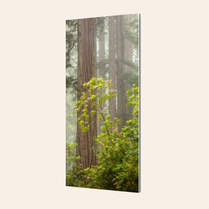 A TruLife acrylic piece of large wall art shows a California Redwoods photo.