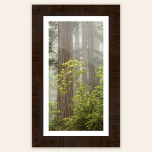 A framed piece of large wall art shows a California Redwoods photo.