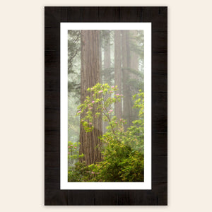 A framed piece of large wall art shows a California Redwoods photo.