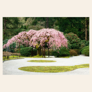 This piece of Portland art shows the cherry blossoms at the Japanese Garden.