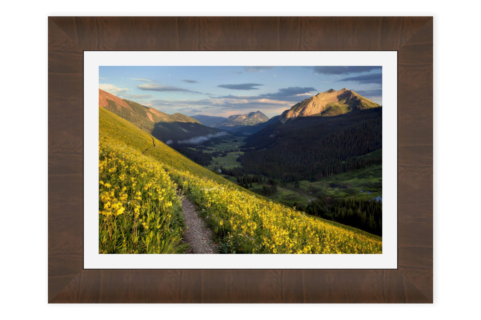 A framed Crested Butte wildflower picture from a popular hiking trail.