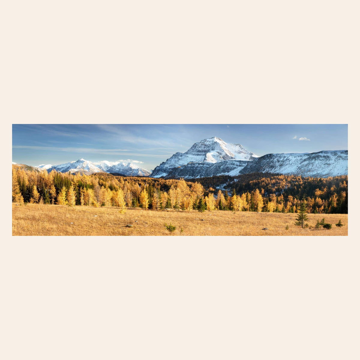 A piece of Banff art shows the larches on the Healy Pass hike in fall.