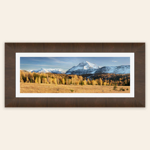 A piece of framed Banff art shows the larches on the Healy Pass hike in fall.