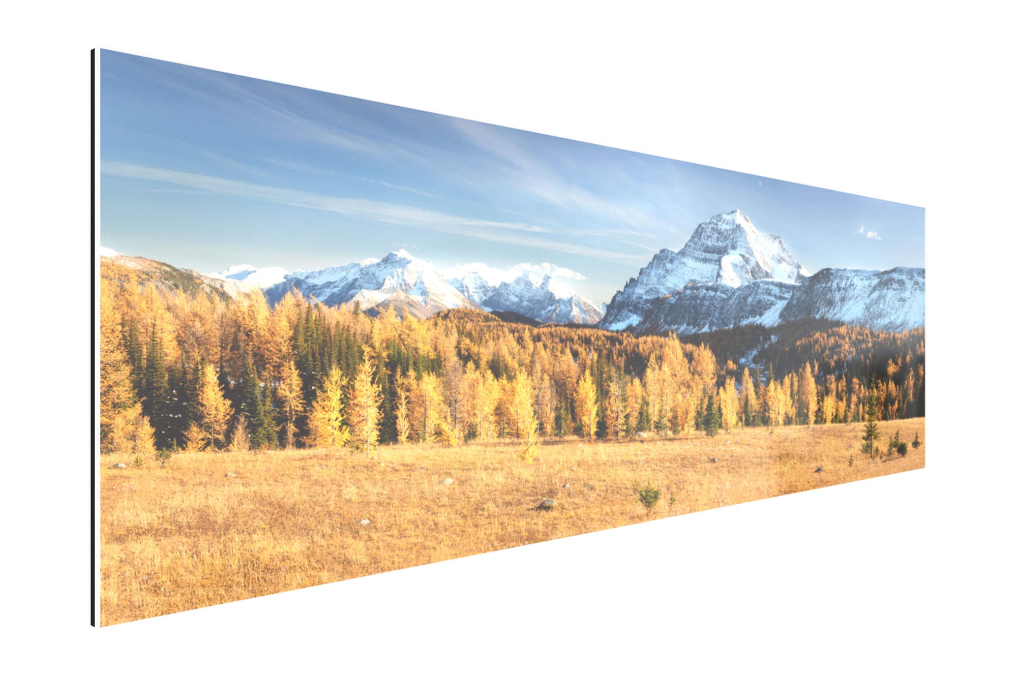 A TruLife acrylic picture of the golden larches on Healy Pass in Banff.