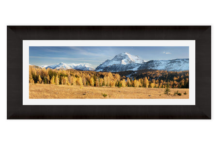 A framed picture of the golden larches on Healy Pass in Banff.