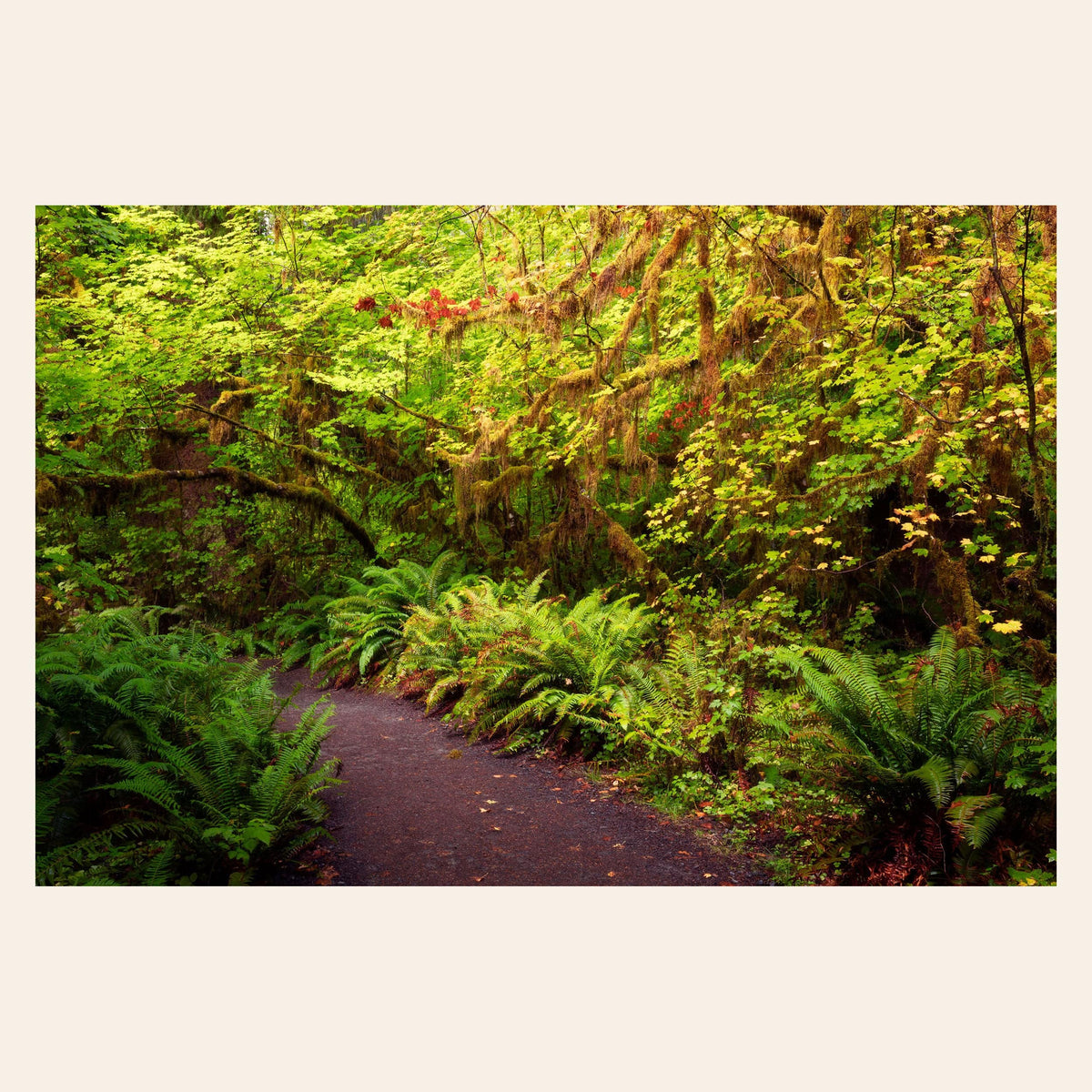 A piece of Washington wall art shows the Hoh Rainforest on the Olympic Peninsula.