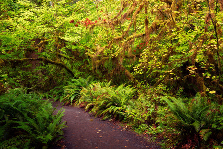 A Hoh Rainforest picture taken on one of the best Olympic National Park hikes.