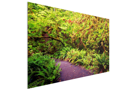 A TruLife acrylic Hoh Rainforest picture taken on one of the best Olympic National Park hikes.