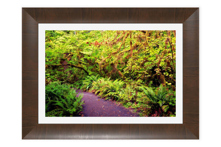 A framed Hoh Rainforest picture taken on one of the best Olympic National Park hikes.