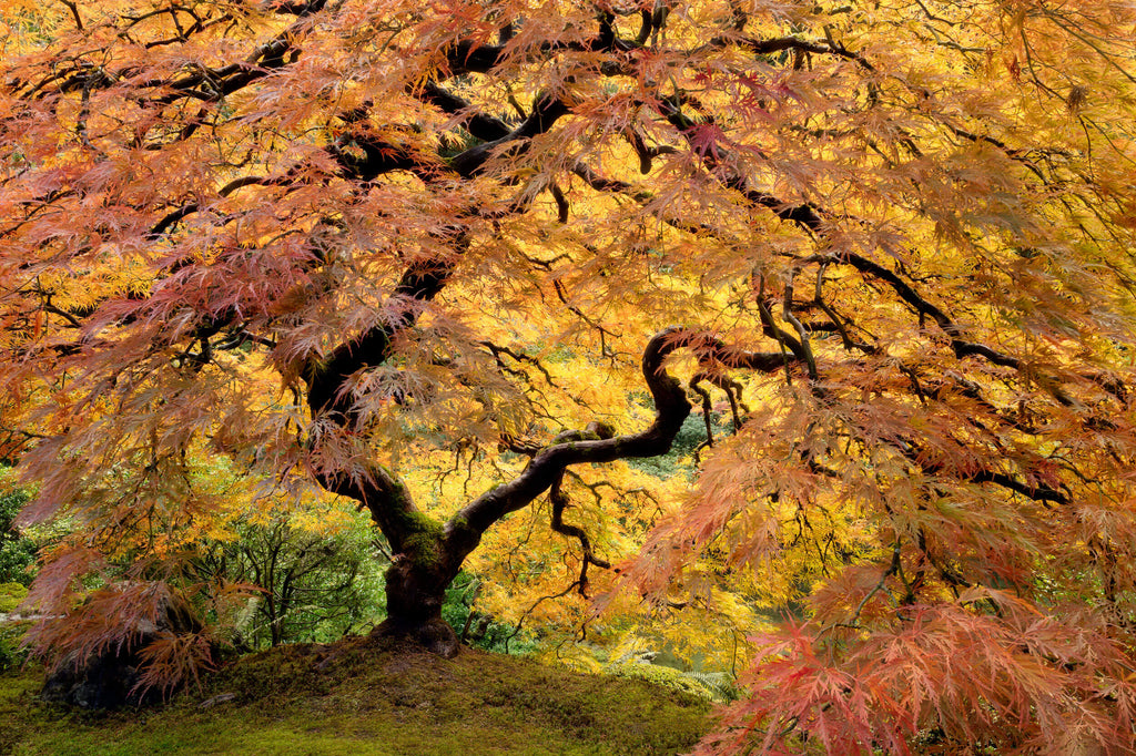 This piece of Japanese Garden art shows the famous maple in the Portland.