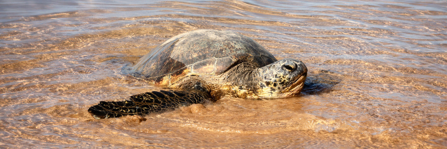 A picture of a Hawaiian Green Sea Turtle — honu — at Anini beach on Kauai.