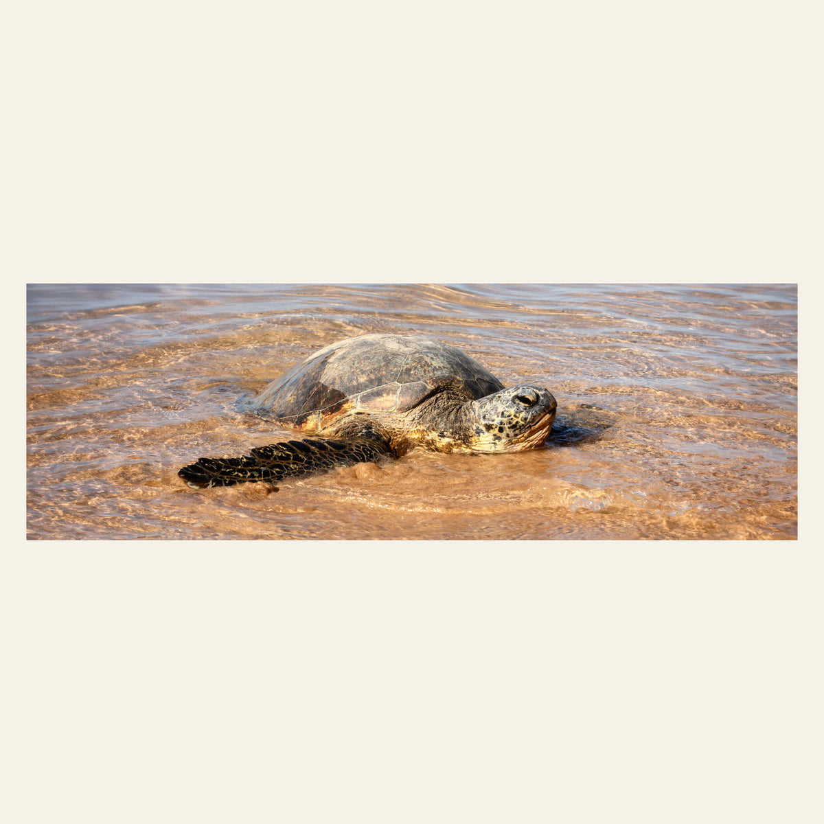 A picture of a Hawaiian Green Sea Turtle — honu — at Anini beach on Kauai.