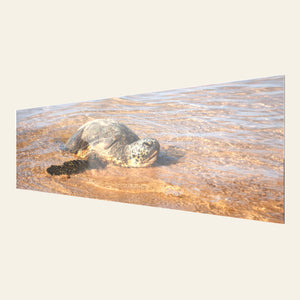 A TruLife acrylic picture of a Hawaiian Green Sea Turtle at Anini beach on Kauai.