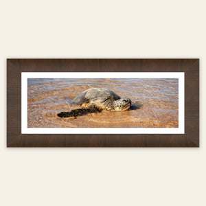 A framed picture of a Hawaiian Green Sea Turtle at Anini beach on Kauai.