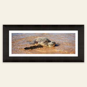 A framed picture of a Hawaiian Green Sea Turtle at Anini beach on Kauai.