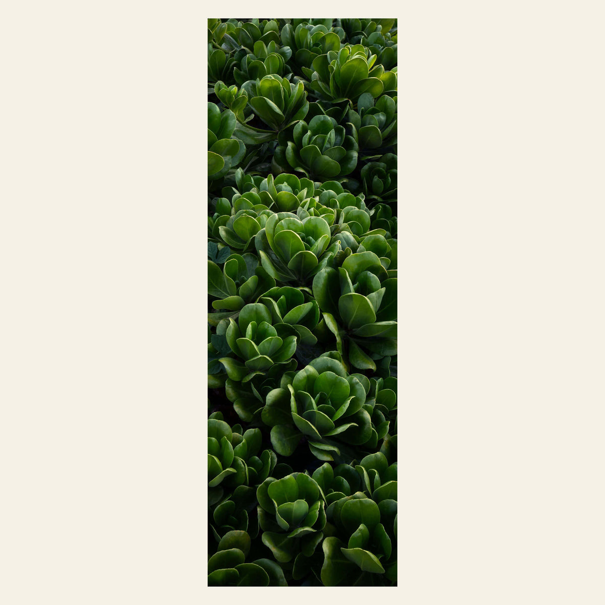 A Kauai plants picture.