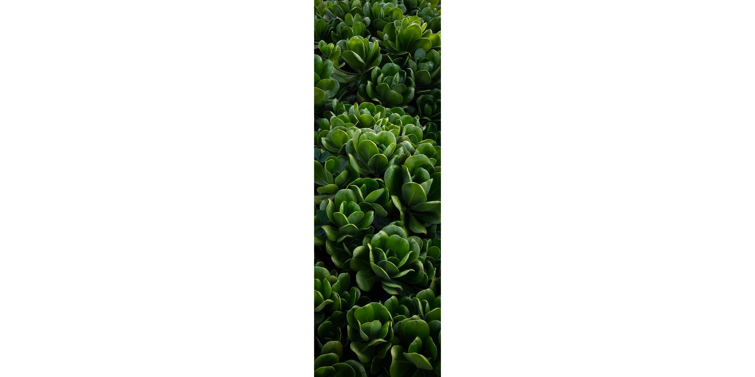 A Kauai plants picture.