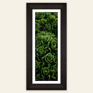 A framed Kauai plants picture.