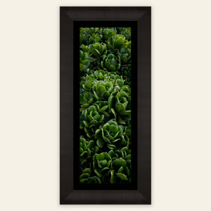 A framed Kauai plants picture.