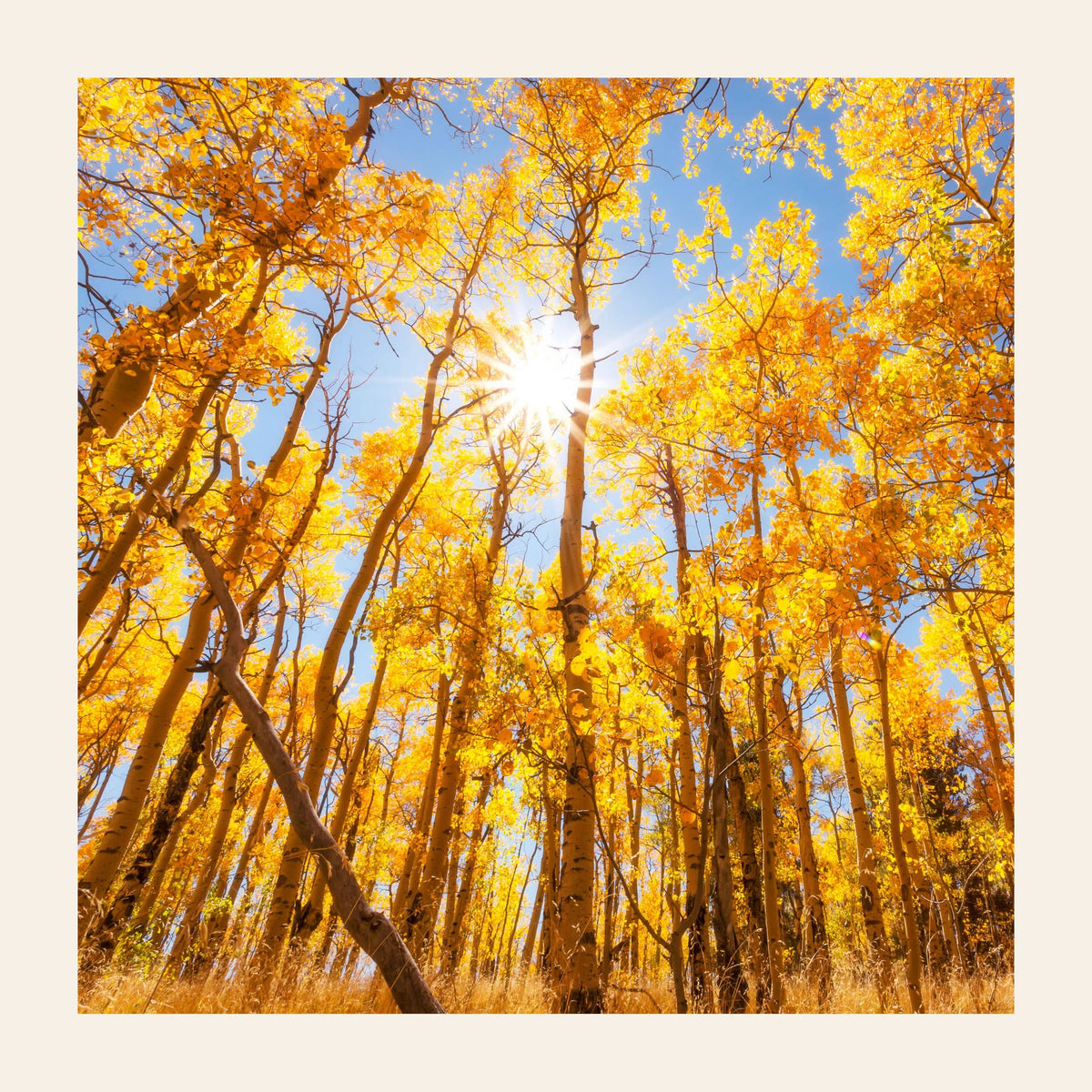 A piece of Colorado art shows a Kenosha Pass peak fall color photo.