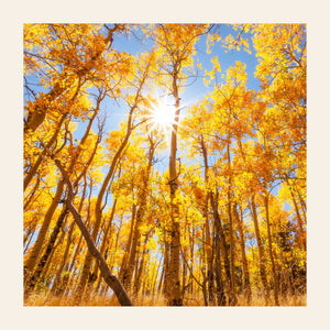 A piece of Colorado art shows a Kenosha Pass peak fall color photo.