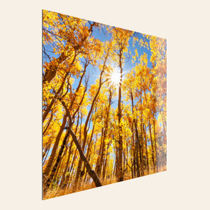 A piece of TruLife acrylic Colorado art shows a Kenosha Pass peak fall color photo.