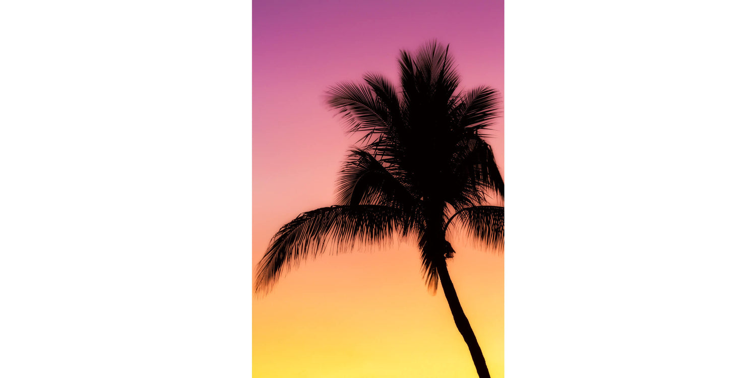 A Key West sunset picture with a palm tree.
