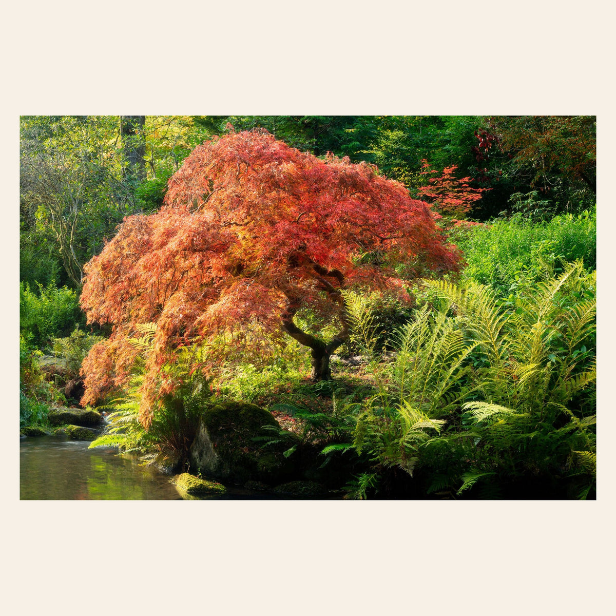 A piece of Seattle wall art shows a Japanese maple tree picture at Kubota Garden.