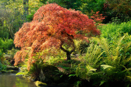 A picture of a Japanese maple tree during peak fall colors at Kubota Garden in Seattle.