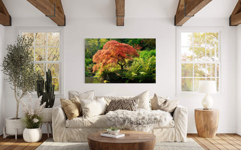 A picture of a Japanese maple tree during peak fall colors at Kubota Garden hangs in a living room.