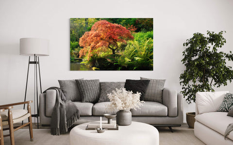 A picture of a Japanese maple tree during peak fall colors at Kubota Garden hangs in a living room.