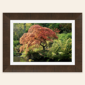 A framed piece of Seattle wall art shows a Japanese maple tree picture at Kubota Garden.