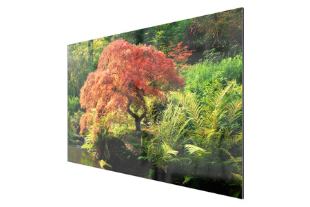 A TruLife acrylic picture of a Japanese maple tree during peak fall colors at Kubota Garden.