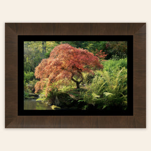 A framed piece of Seattle wall art shows a Japanese maple tree picture at Kubota Garden.