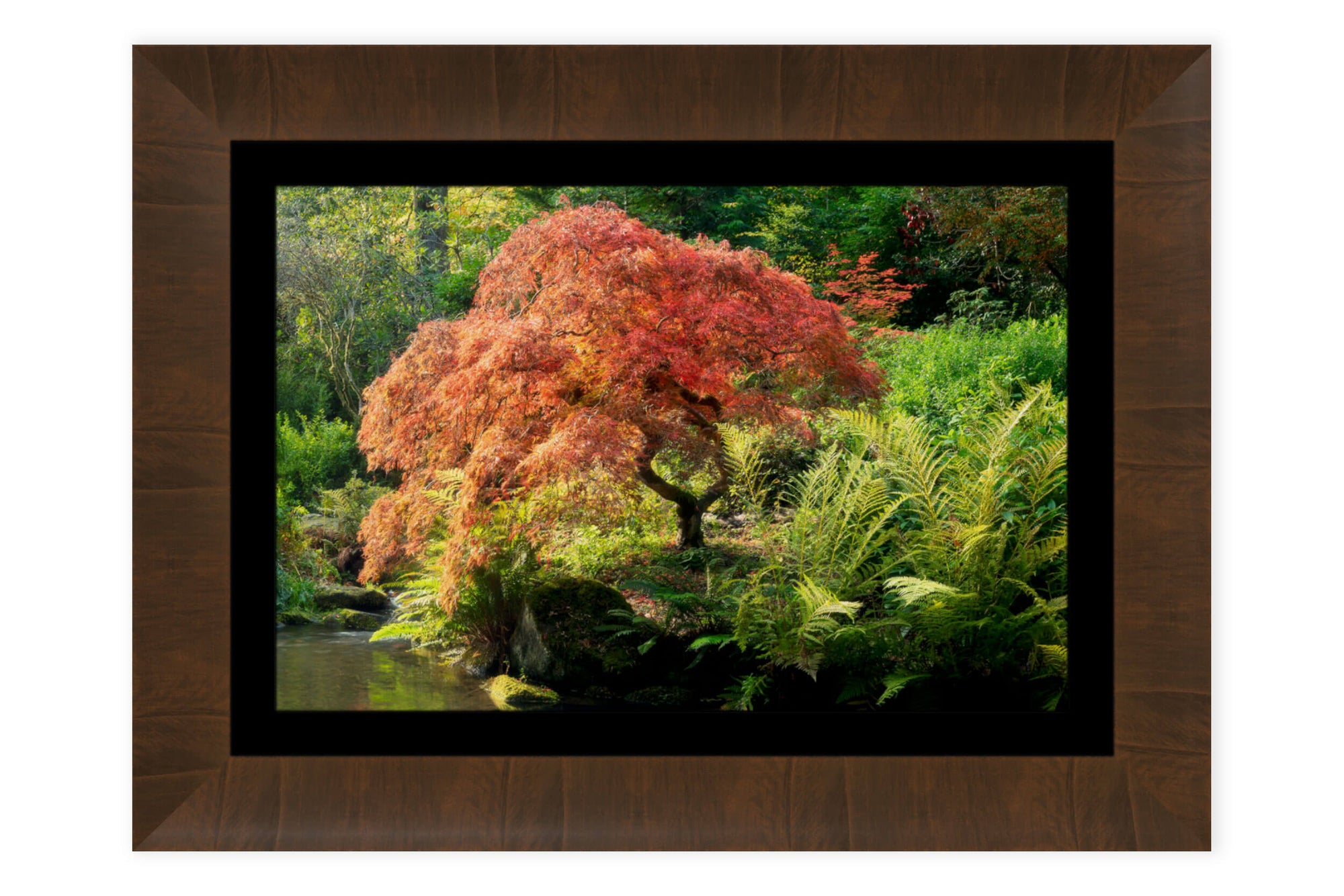 A framed picture of a Japanese maple tree during peak fall colors at Kubota Garden in Seattle.