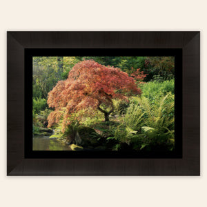 A framed piece of Seattle wall art shows a Japanese maple tree picture at Kubota Garden.