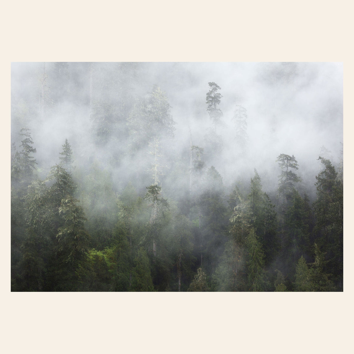 A piece of Washington wall art shows the Lake Quinault rainforest.