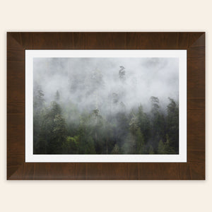 A piece of framed Washington wall art shows the Lake Quinault rainforest.