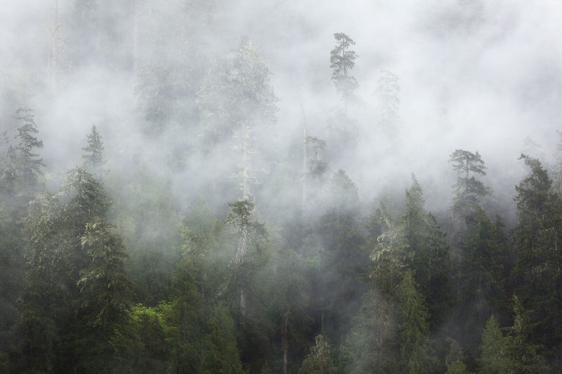 A fine art nature photograph of an old growth forest near Lake Quinault shrouded in fog — a scene of classic PNW beauty from Olympic National Park.