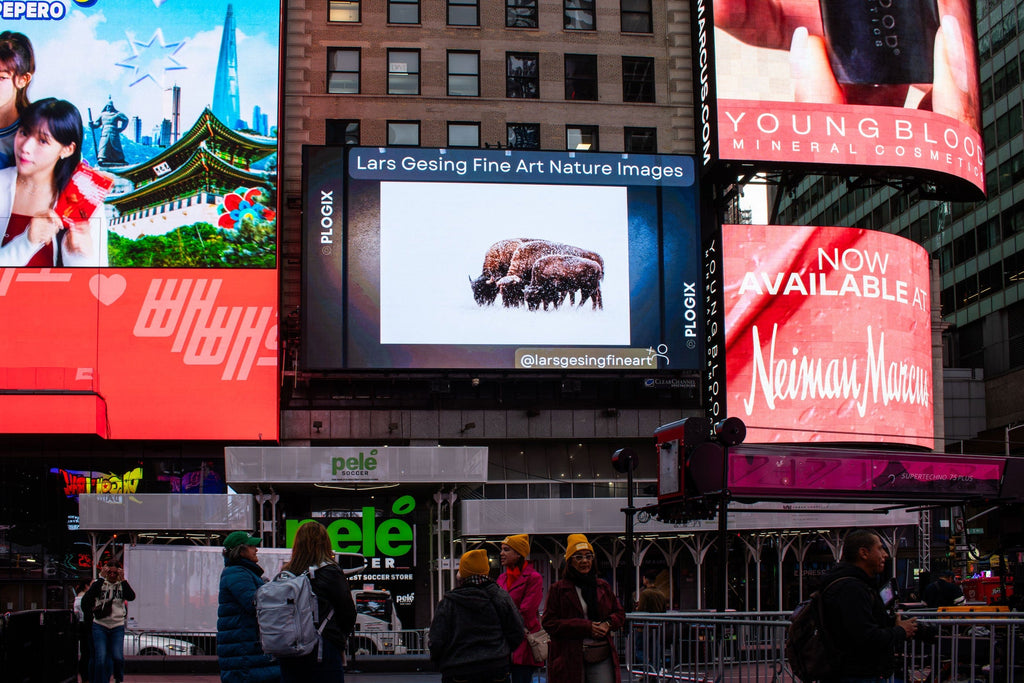 Seattle artist Lars Gesing's popular bison photo being exhibited in New York Times Square.