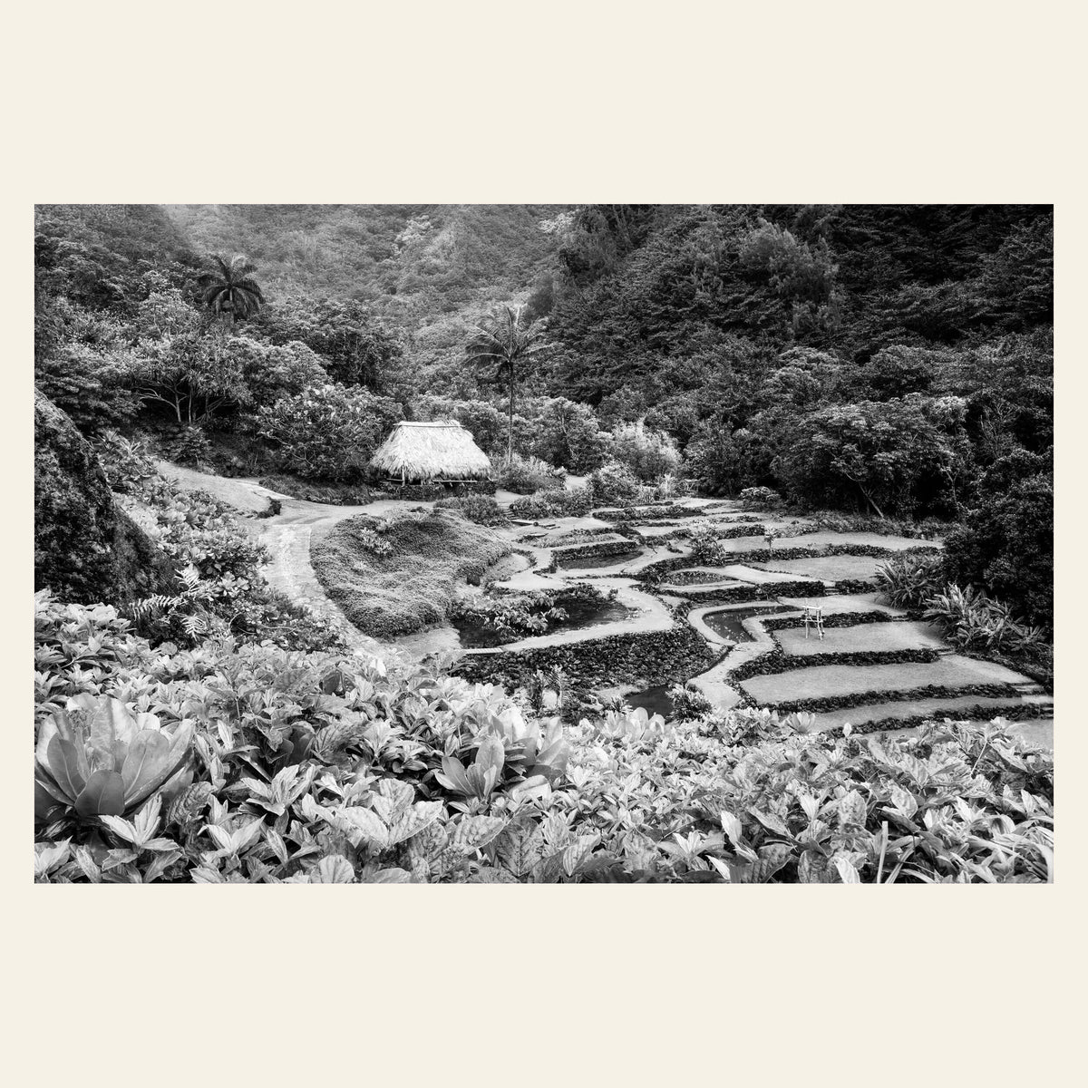 A black and white picture from Limahuli Garden on Kauai.