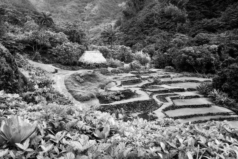 A black and white photo of Limahuli Garden on Kauai. | Lars Gesing Fine Art