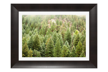 A framed tree picture from Lyons, Colorado.