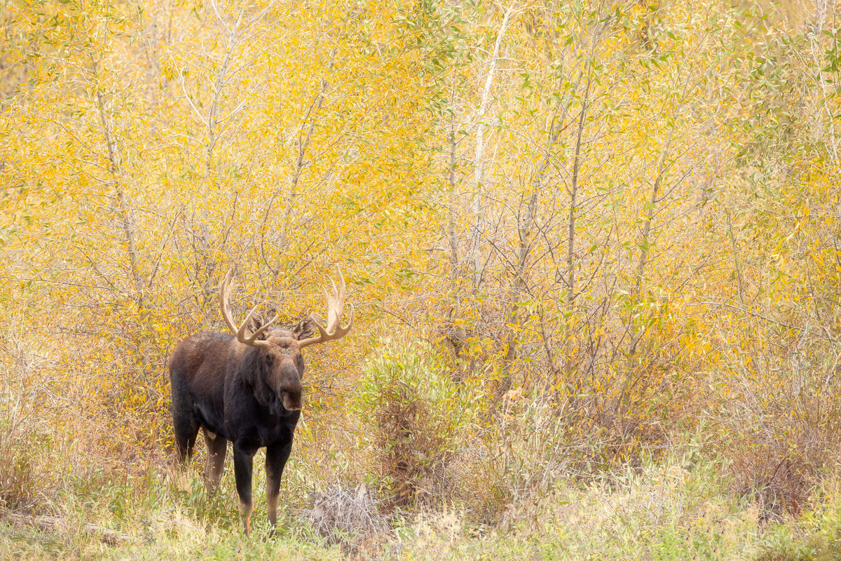 A picture of a moose during peak fall colors in Grand Teton National Park.